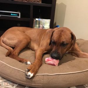 Meet your Posher, Griffin